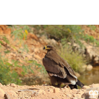 گونه عقاب صحرایی Aquila nipalensis